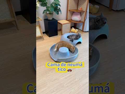 ¡Les compré un neumático como cama y están flipando! 🚗🐈😂