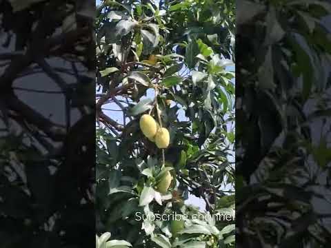 Mango Season | National Fruit of India  | Jatinder Jindae