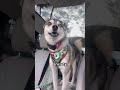 So you think you want an Alaskan Klee Kai #husky #puppy #shorts #kleekai