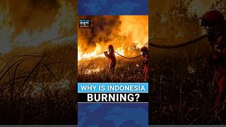 Indonesia Wildfires Explained: How Palm Oil Industry Is Fueling Crisis | Connecting The Dots