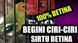 Download lagu 100% ACCURATE !! CHARACTERISTICS (Common Iora) mp3