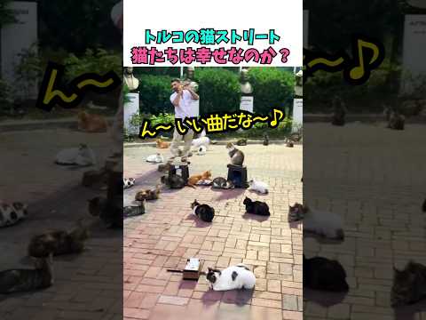 トルコの猫ストリート猫たちは幸せなのか？