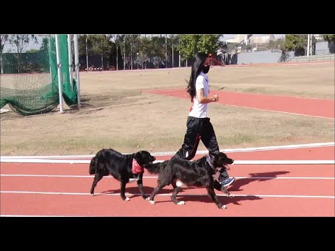 O Projeto Meu Cão, faz sucesso com alunos e funcionários do SESI/SENAI