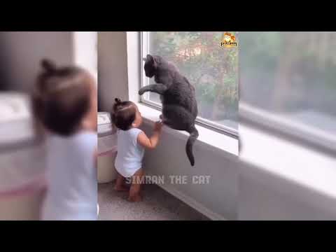 Funniest cat videos | Funny Cat Videos | Cat Comedy Moments | Cats Making Us Laugh