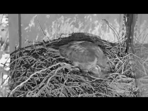 Second Hawk egg hatch for Washington Square Park - April 30th 2018