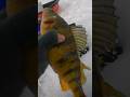Video Thumbnail for Ice Fishing Jumbo Perch #icefishing #perchfishing #jumbo