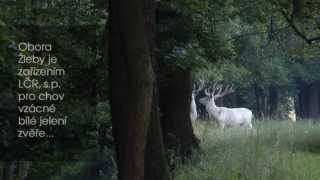 preview picture of video 'Obora Žleby a Záchranná Stanice Lipec - oficiální video'