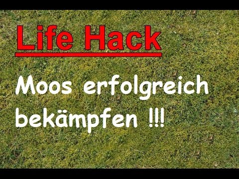 Effectively combat moss with cola / remove it sustainably – home remedy moss remover / life hack