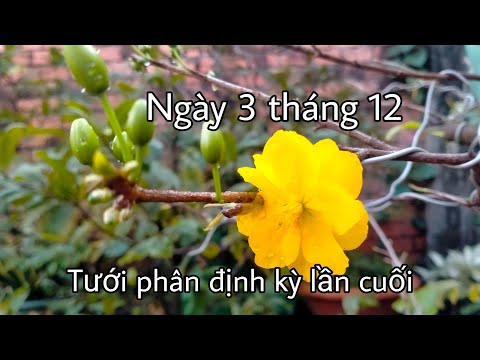 NPK lần sau cùng của năm chuẩn bị ngắm hoa Tết