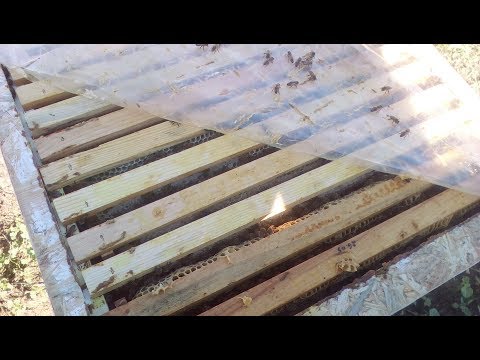 Точёк бакфаст - развитие в зиму, пасека в августе