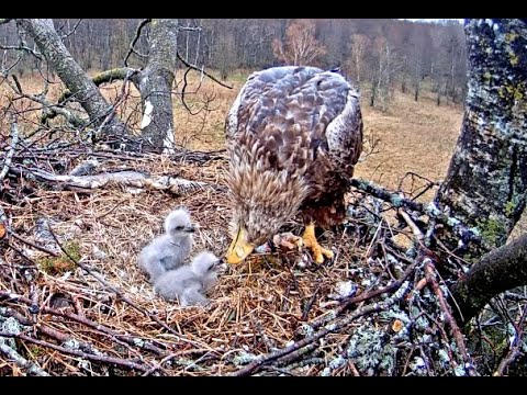 Late breakfast for Estonian White-tailed Eagles. 05 May 2021