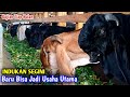 Syarat Beternak Kambing Untuk Di Jadikan Usaha Utama Agar Gajian Tiap Bulan