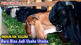 Download lagu Syarat Beternak Kambing Untuk Di Jadikan Usaha Utama Agar Gajian Tiap Bulan mp3 Download lagu Syarat Beternak Kambing Untuk Di Jadikan Usaha Utama Agar Gajian Tiap Bulan mp3