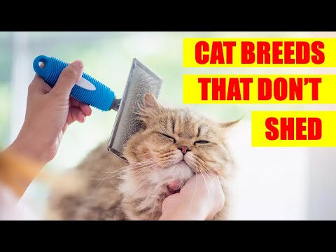 Which Cat Breed Sheds the Least? Let's Find Out