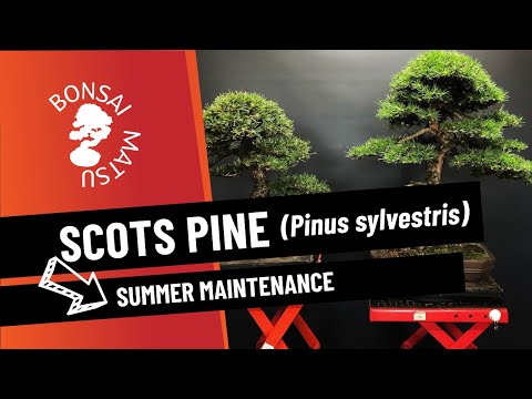 Scot Pine (Pinus Sylvestris) - Summer Maintenance