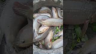 solo catch fish, @farmvlog95