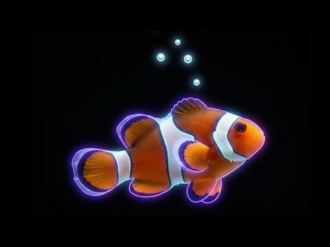 Hologram video 3D CLOWN FISH Black background VR Holographic video Visualization Visual effect 