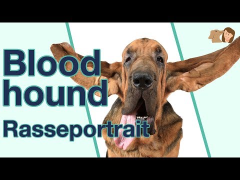 Bloodhound im Rasseportrait | Die seltene "Bluthund" Jagd-Hunderasse aus Belgien