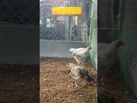 Roosters A2 🐓🐓#hen #chickens  #roosters #rooster #roosterlove #chickenlover #pet #pets #petlovers