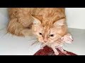 Mother Cat Bites A New Born Kitten On Stomach