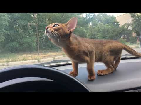 "Shanti groove", it is song about our abyssinian female cat Shanti  #cat #shanti #abyssinian