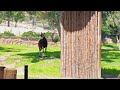 Okapis At San Diego Zoo Safari Park