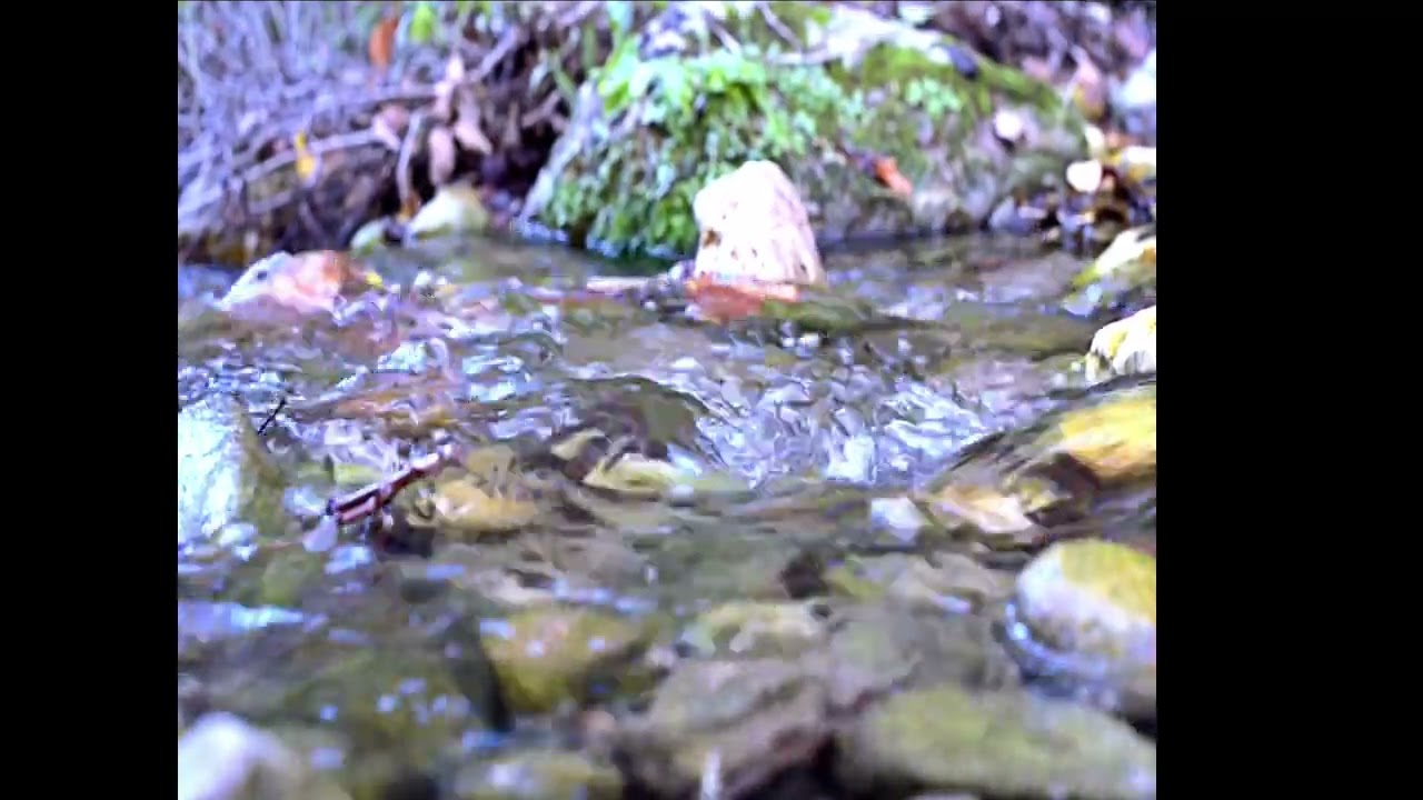 Moment de détente au bord d'un ruisseau