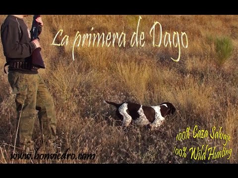 CAZA de CODORNIZ. La primera de Dago. Bracos Alemanes de la Ron Bonviedro. – bonviedro.com