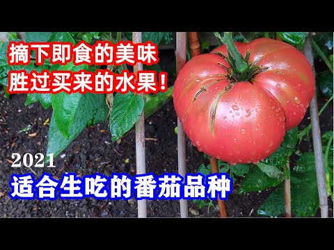 , title : '种了它不想买水果了：它們果味濃郁，汁水充盈，適合生吃的番茄品种（2021年度）/ Tomato varieties suitable for raw eating'