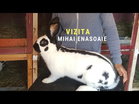 , title : 'Iepuri Fluture German  -Mihai Enasoaie Romania,huge rabbits Kaninchen- Kroliki'