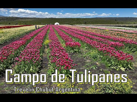 Campo de Tulipan Trevelin Chubut Argentina I ZONEPHOTOFILMS
