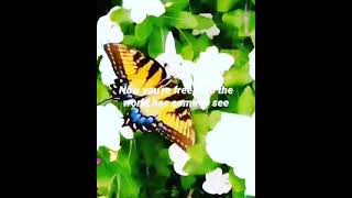 Denice Williams ~ Black Butterfly 🦋
