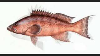 preview picture of video 'Images Of Fish Species We Encounter'