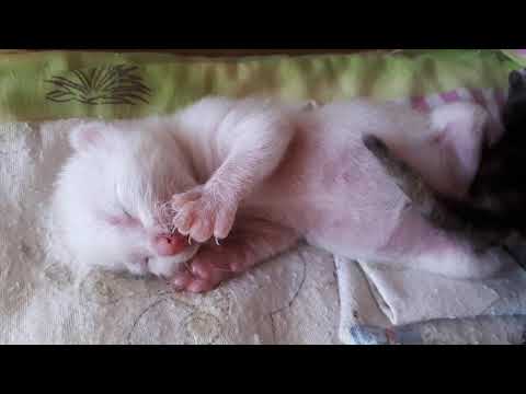 Babycat dreaming || shaking with exciting dream