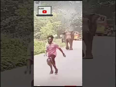 भागो हाथी आया 😯😰🦣 | Elephant attack | Elephant |#shorts #elephant #shortvideo #manojdey #viral