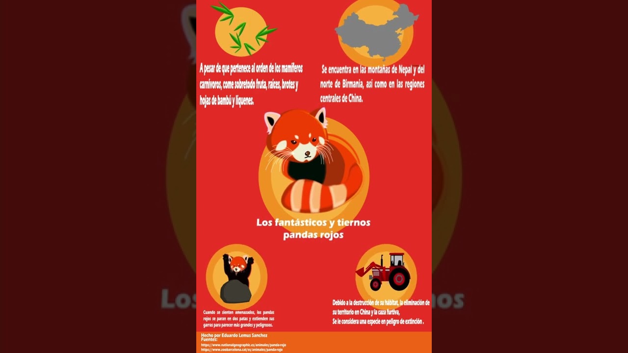 Infografia Panda rojo