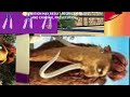 All Parts Of Animation Everybody Movie Credits Film 2009 By Wideo Co