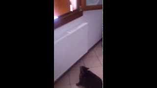 preview picture of video 'Gatto obeso salta un metro da fermo'