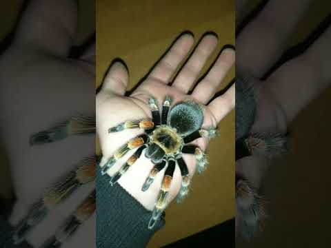 ブラキペルマ・スミティ