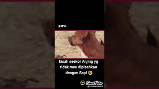 Download lagu kisah seekor anjing yg tidak mau dipisahkan dengan sapi😭 mp3