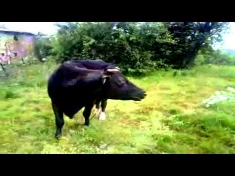 Gdzie jest Mariusz S05.E02 "Karmienia krowy ciag dalszy"