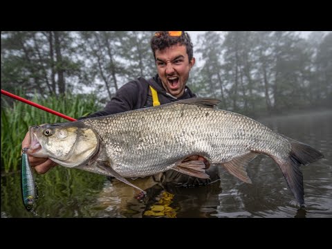 RIESENKÖDERFISCH.  Eskalation an der Oberfläche.