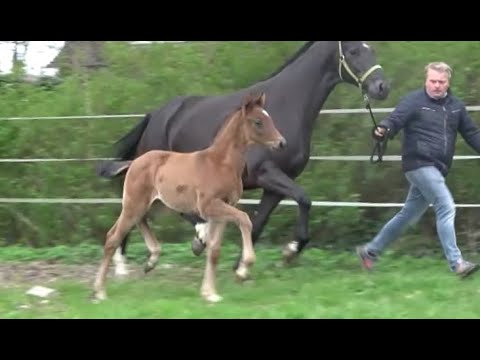 *2021 Stute von La Vie - Jack Jones