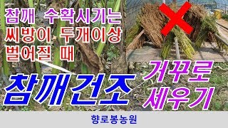 참깨 수확 시기 및 건조시키는 요령