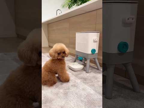 This Puppy’s Smart Move Will Melt Your Heart 🐶