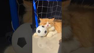 Download lagu Kucing main bola lucu banget 😁 @rizalhidayah_97  #cat #kucinglucu #kitten #kucing mp3