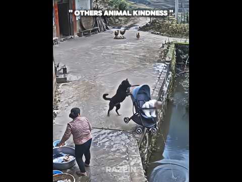 Animal Kindness Moment