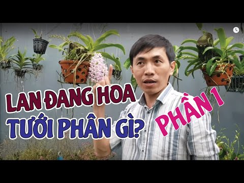 GẤP!!! Lan Đang Ra Hoa, Ra Nụ TẾT Thì Phải Phun PHÂN BÓN Gì? [PHẦN 1] | #MêLanTV