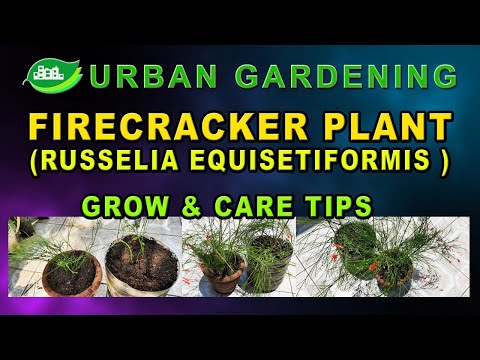 Firecracker Plant(Russelia Equisetiformis )Grow and Care Tips
