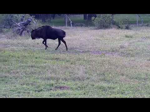 Djuma: Wildebeest bull rolling in dirt - 14:48 - 05/12/2022